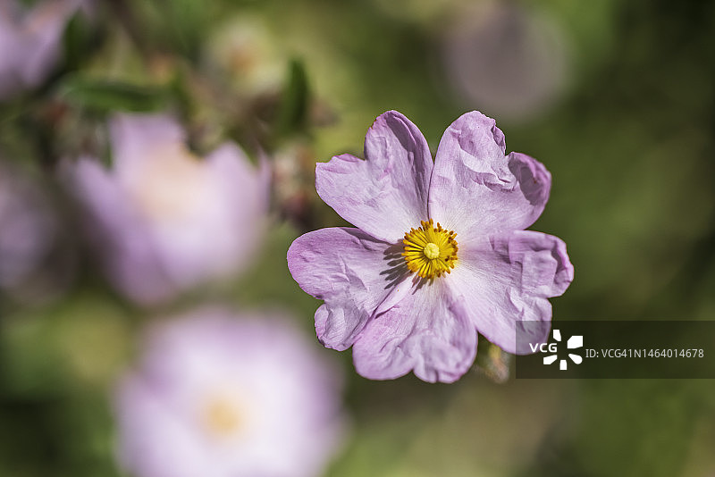粉红色岩蔷薇花图片素材