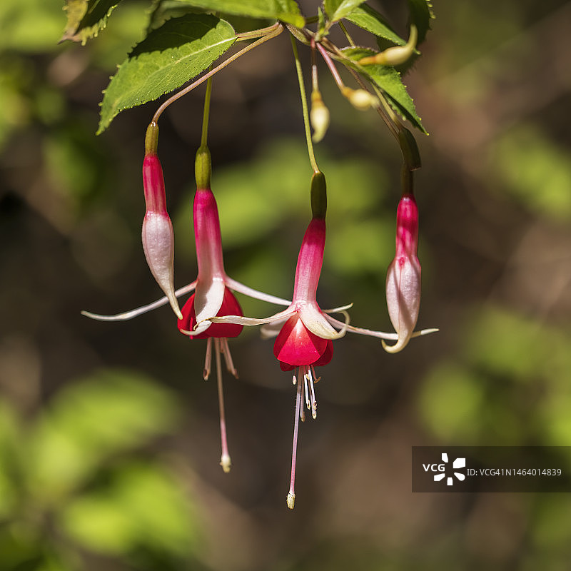 棋盘倒挂金钟花图片素材