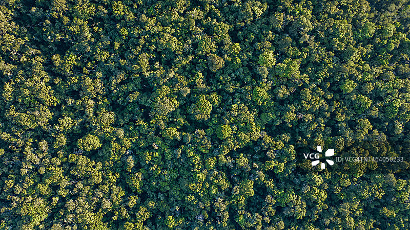 美丽的亚热带温带雨林树冠的航拍视角，气候变化图片素材