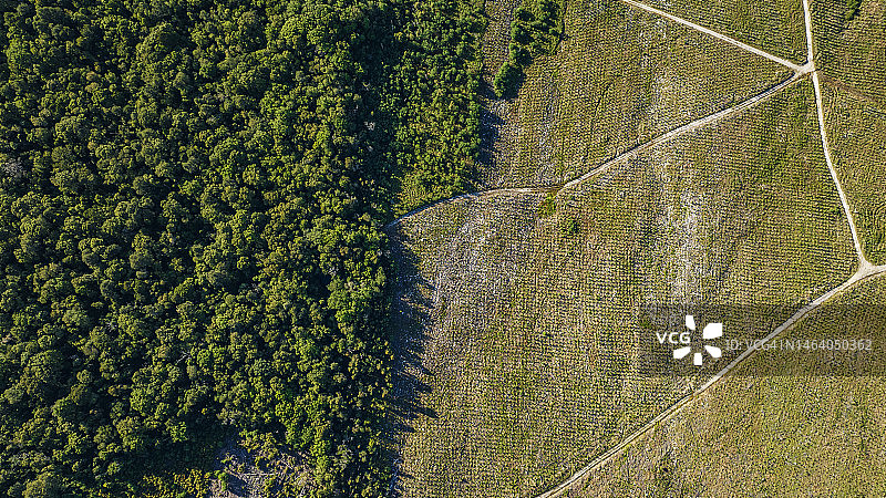 美丽的亚热带温带雨林遭到破坏的鸟瞰图：气候变化图片素材