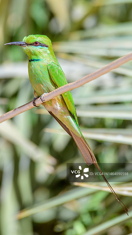 绿喉蜂虎，埃及图片素材