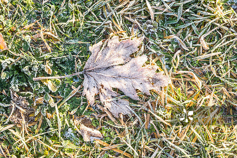 冬季草地上树木冰冻叶子的特写图片素材