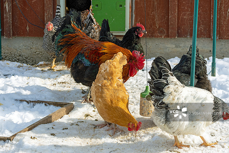 冬季自家饲养鸡群图片素材