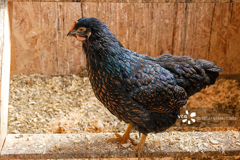鸡舍内的巴内维尔德小母鸡图片素材