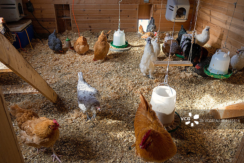 鸡舍里的自养鸡图片素材