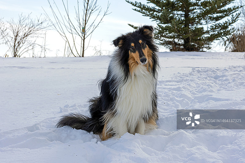 雪地后院的三色粗牧羊犬图片素材