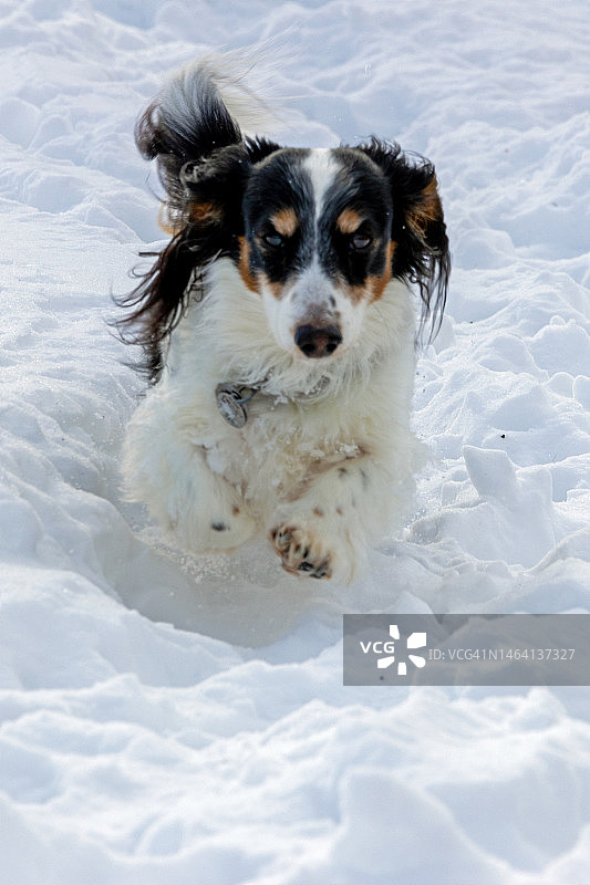 在雪地里奔跑的迷你腊肠犬图片素材