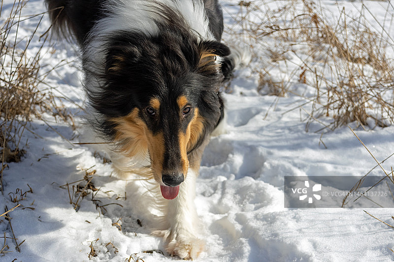 在雪地里行走的三色粗毛牧羊犬图片素材
