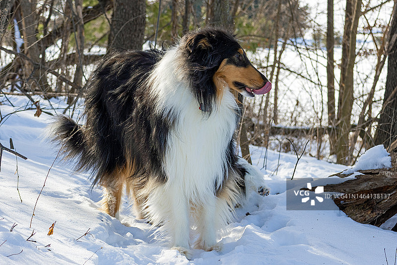 在雪地森林里舔鼻子的三色粗毛牧羊犬图片素材
