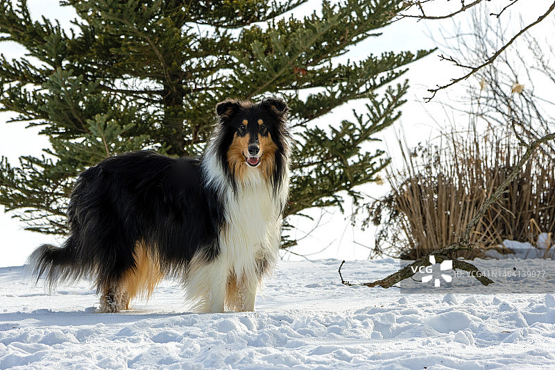 雪地后院的三色粗牧羊犬图片素材