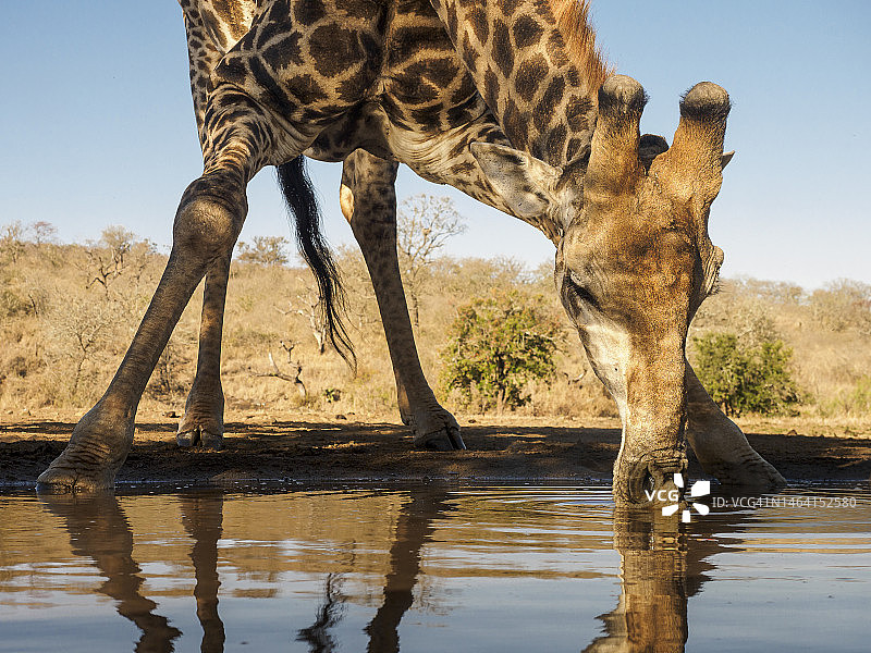 南非长颈鹿在津曼加水坑喝水图片素材