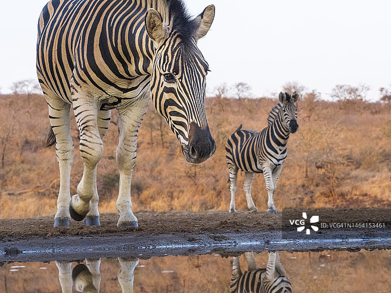 在水坑边的草原斑马（Equus quagga）图片素材