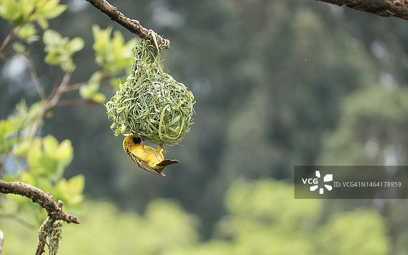 印度尼西亚，织雀栖息树枝特写图片素材