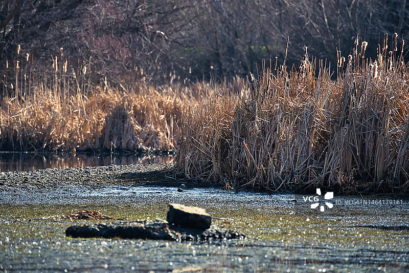 湿地风光：保加利亚潘恰列沃公园图片素材