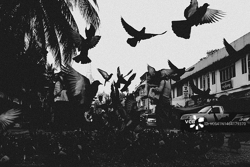 缅甸仰光街头的黑白鸽子图片素材