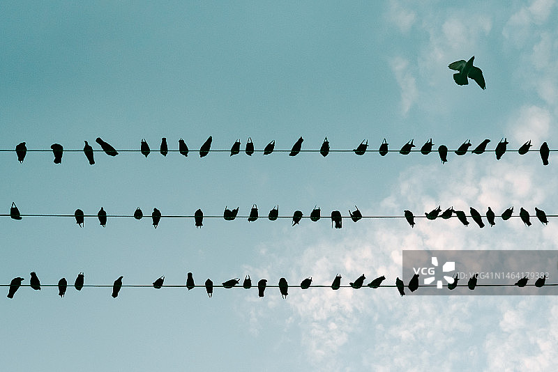 离开群体 - 缅甸仰光的电线上的鸽子图片素材