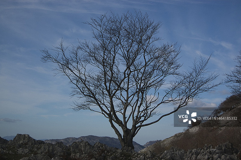 西班牙毕尔巴鄂的树木图片素材