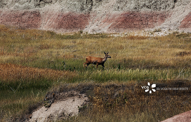 美国南达科他州恶地国家公园原野上的鹿侧视图图片素材