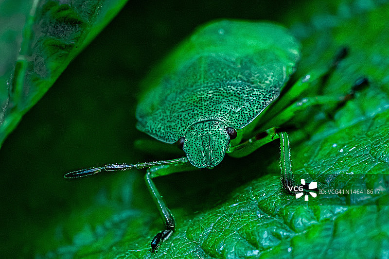 印度尼西亚树叶上的昆虫特写图片素材