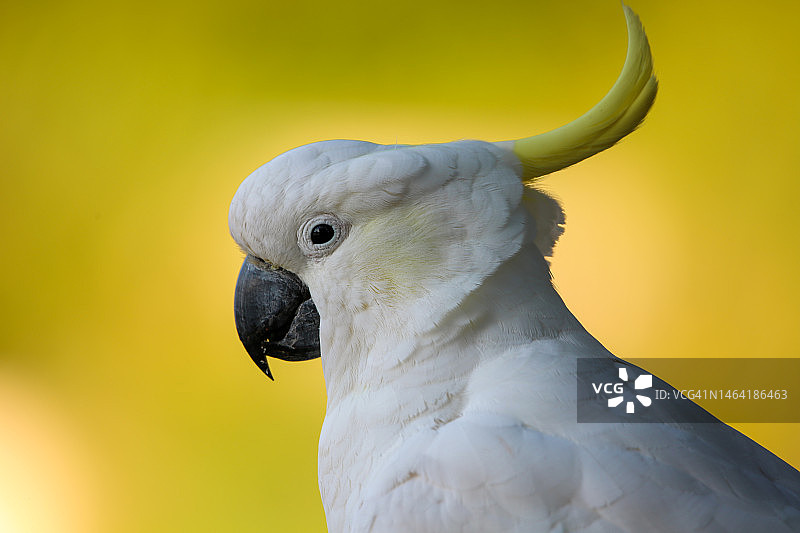 澳洲鹦鹉特写图片素材