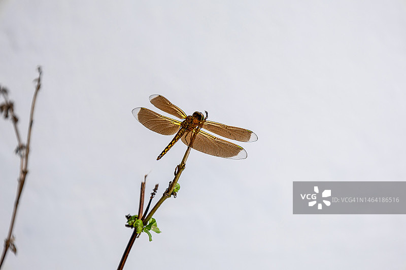 天空背景下植物上的蜻蜓特写图片素材