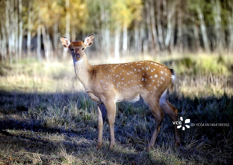 站在田野上的白人肖像，莫斯科州莫扎伊斯克，俄罗斯图片素材