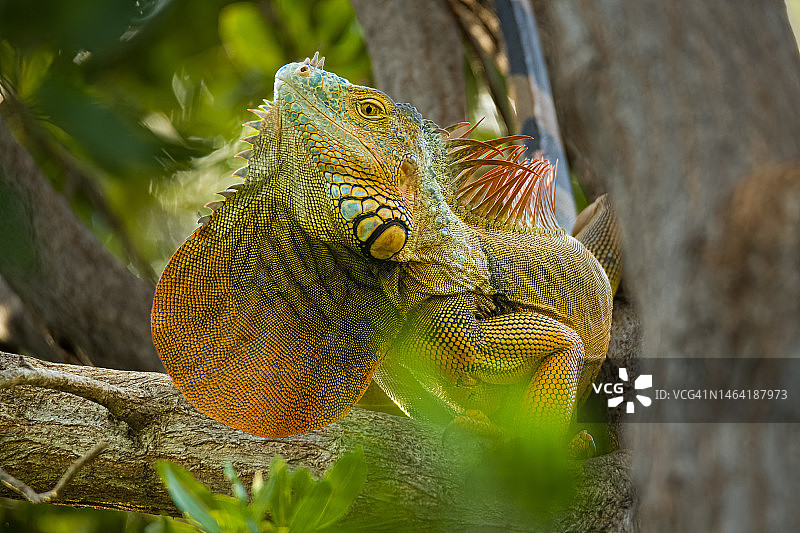 美国佛罗里达州迈阿密树上的绿色鬣蜥特写图片素材