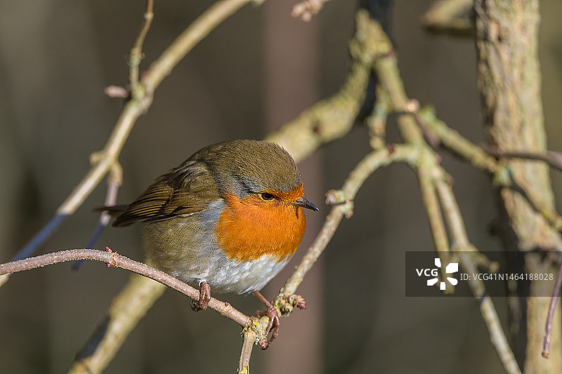 英国Mapperley Woods栖息在树枝上的知更鸟特写图片素材