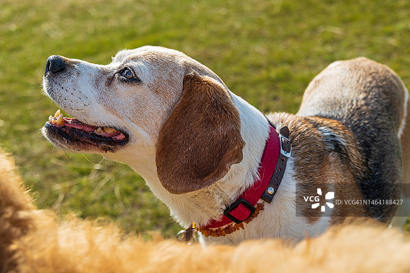 德国田野上的比格犬特写图片素材