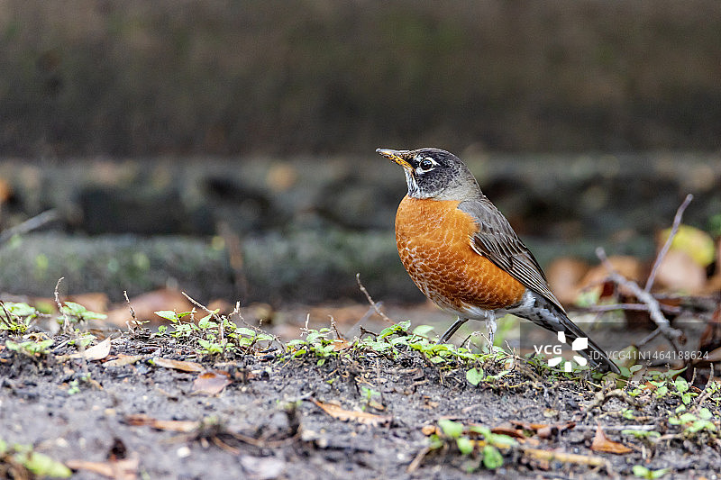北美知更鸟(Turdus migratorius)- 典型的早起鸟类,休斯顿,德克萨斯州,美国图片素材