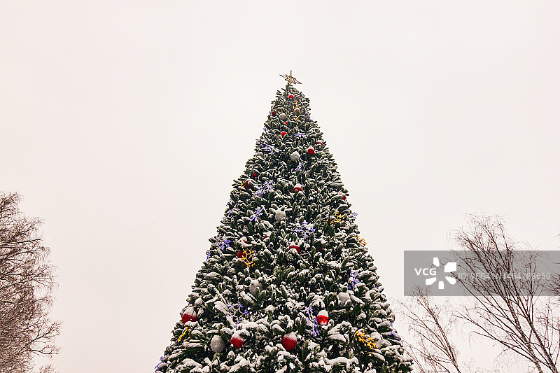 仰视角度拍摄的圣诞树，俄罗斯图片素材