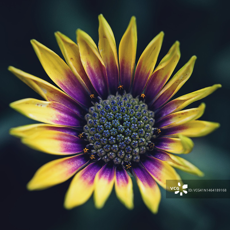 紫色花朵特写，捷克共和国图片素材