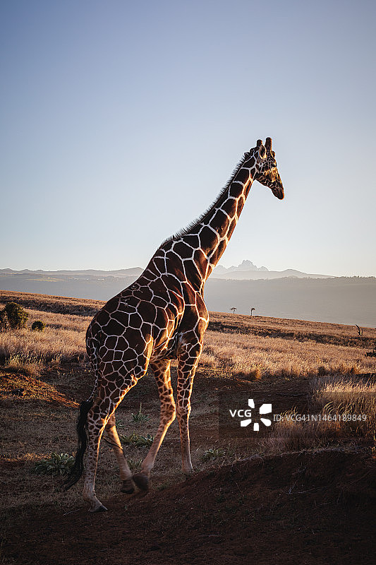 网纹长颈鹿与肯尼亚山日落，莱瓦保护区，肯尼亚北部图片素材