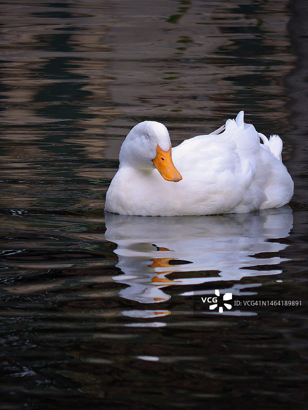 湖中游泳的天鹅特写，美国圣地亚哥图片素材