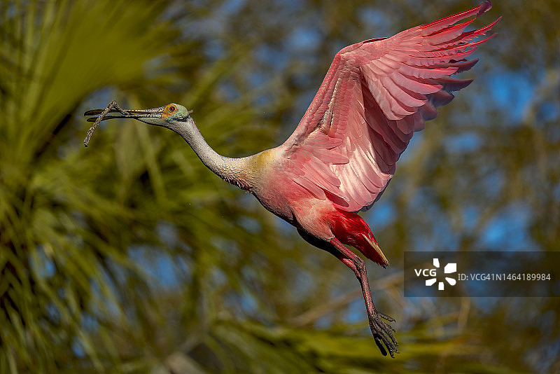 飞翔的琵鹭特写，美国图片素材