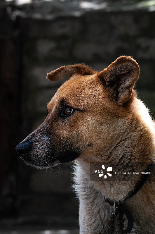 在乌克兰扎波罗热，狗看向远方的特写图片素材