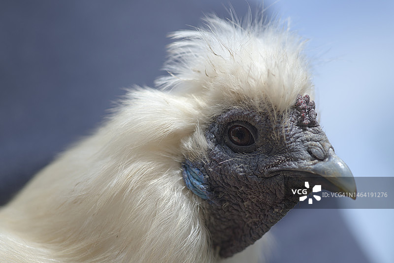 白色丝滑鸡头部特写，英国马尔文图片素材