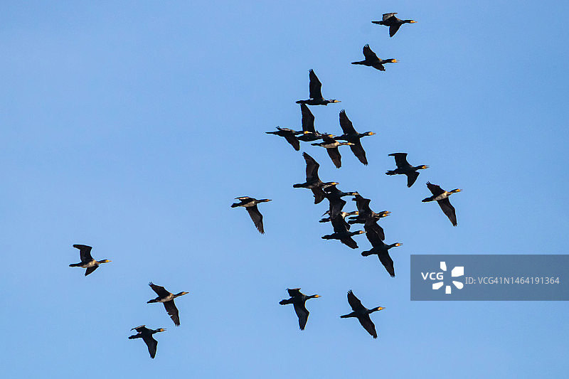 保加利亚：蓝天下飞鸟的低角度视角图片素材