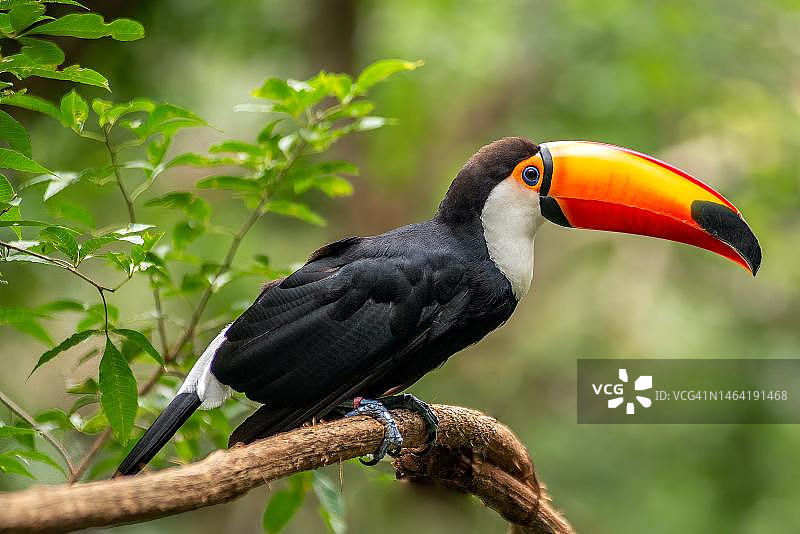 栖息在树枝上的犀鸟特写，印度尼西亚图片素材