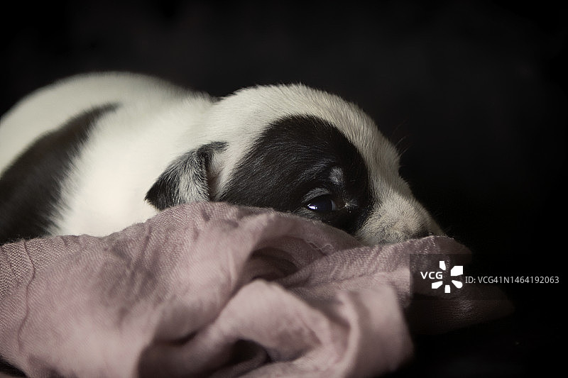 小狗在床上放松的特写，荷兰霍夫多普图片素材
