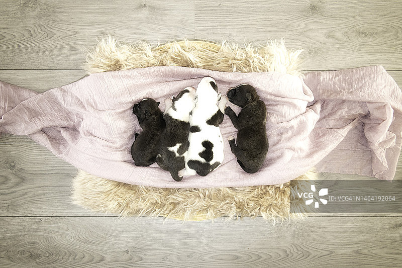 俯视角度拍摄的在床上睡觉的猫，荷兰霍夫多普图片素材