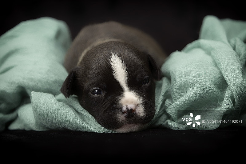 荷兰霍夫多普小狗特写图片素材