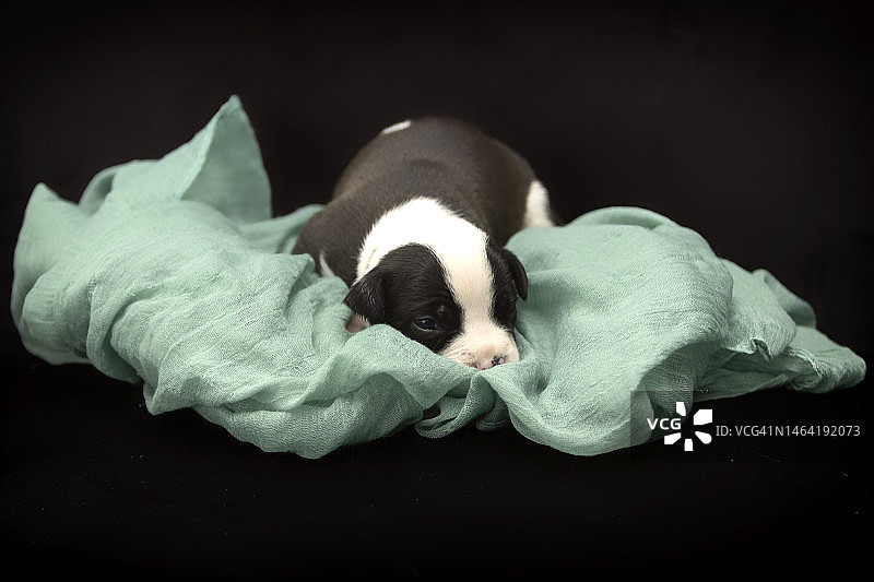 荷兰霍夫多普黑色背景上睡觉的兔子特写图片素材