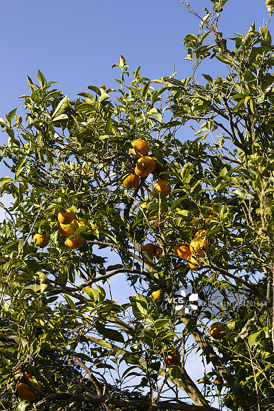 橙树图片素材