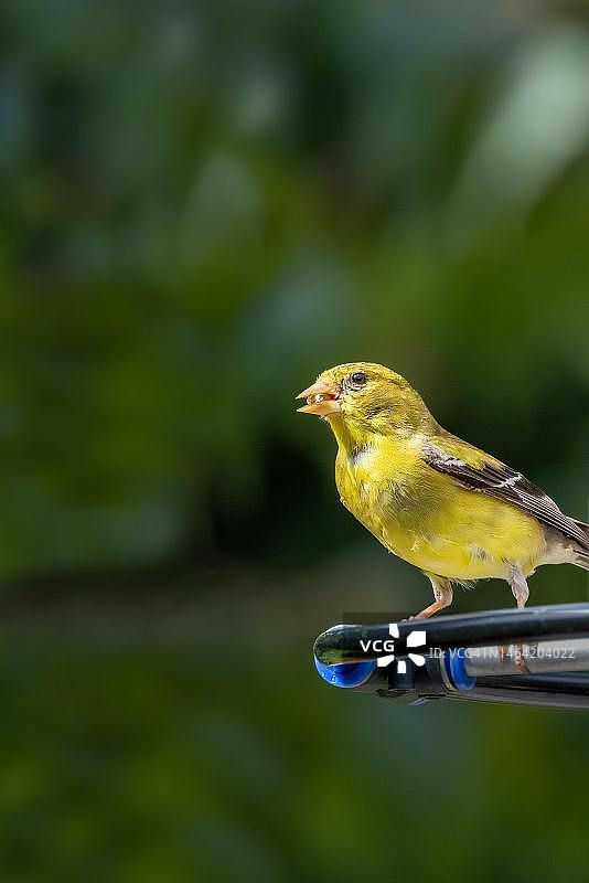 印度尼西亚，栖息在植物上的鸣雀特写图片素材