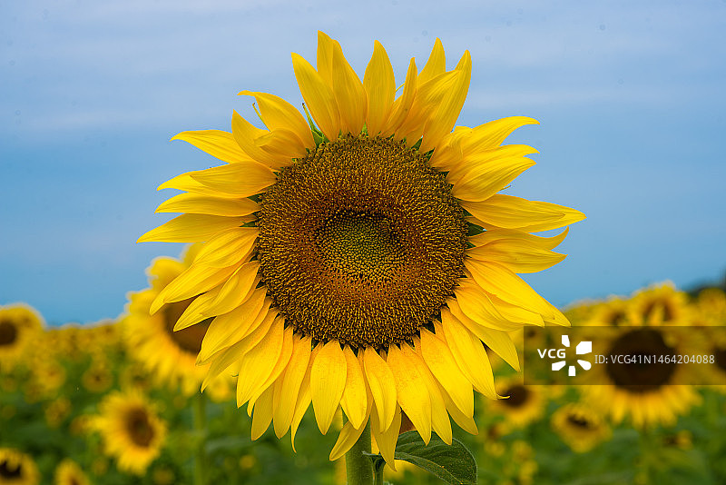 天空背景下的田野向日葵特写，委内瑞拉波图格萨州图伦图片素材