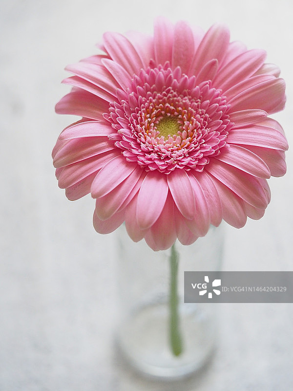 桌子上花瓶中的粉色花朵特写，印度尼西亚图片素材