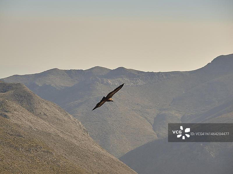 希腊克里特岛萨马利亚峡谷，山区飞翔的秃鹰图片素材