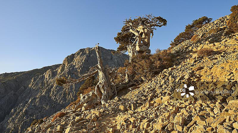 克里特岛萨马利亚峡谷的奇特树桩和巨石图片素材