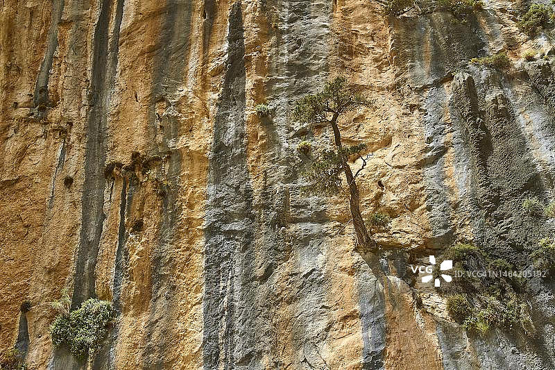 峡谷壁，岩石上的树，灰色竖向岩石条纹，赭色竖向岩石条纹，萨马利亚峡谷，奥马洛斯，莱夫卡奥里，白色山脉，西克里特岛，克里特岛，希腊图片素材